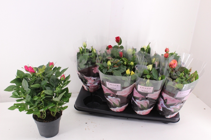 <h4>RO PATHIT GEM 5 SRT</h4>