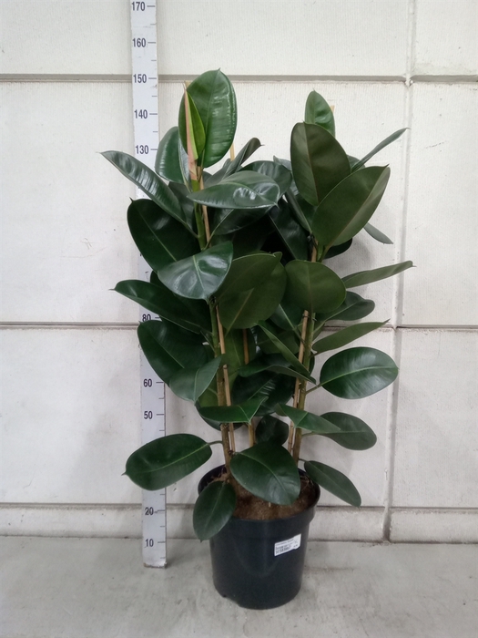 <h4>Ficus elastica 'Robusta'</h4>