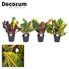 Codiaeum Codiaeum variegatum kleinb