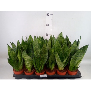 Sansevieria zeylanica