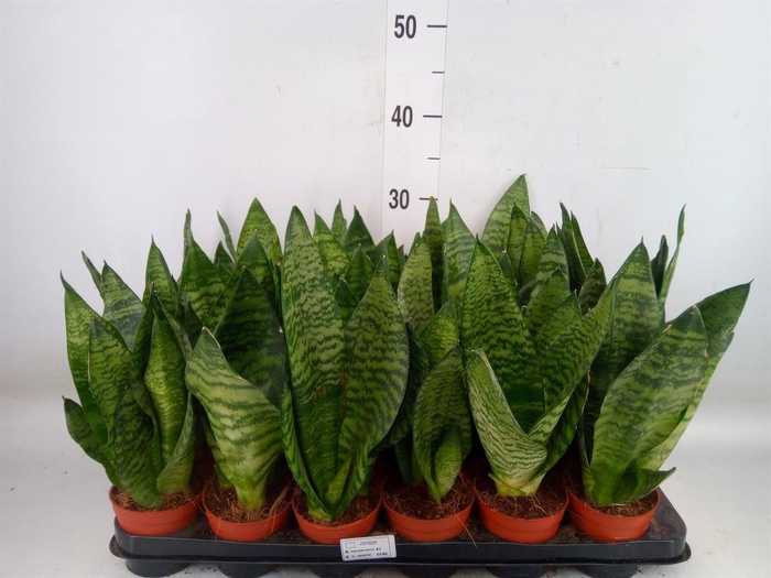 <h4>Sansevieria zeylanica</h4>