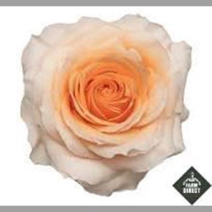R Gr Felicity