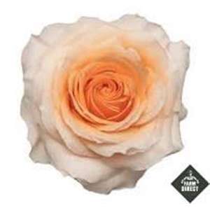 R Gr Felicity