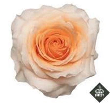 <h4>R Gr Felicity</h4>