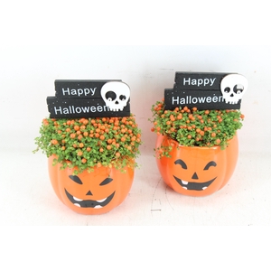 arr2 JS - Ker. halloween Nertera