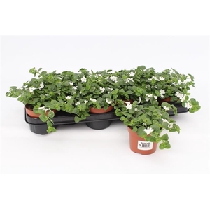 Bacopa Sutera wit