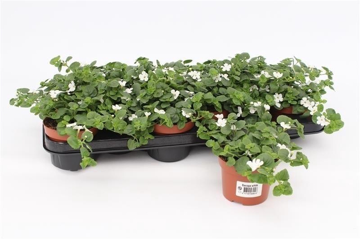 <h4>Bacopa Sutera wit</h4>