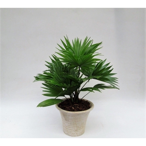 LIVISTONA ROTUNDIFOL