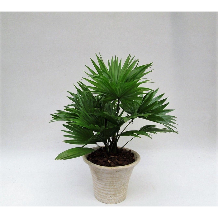 <h4>LIVISTONA ROTUNDIFOL</h4>