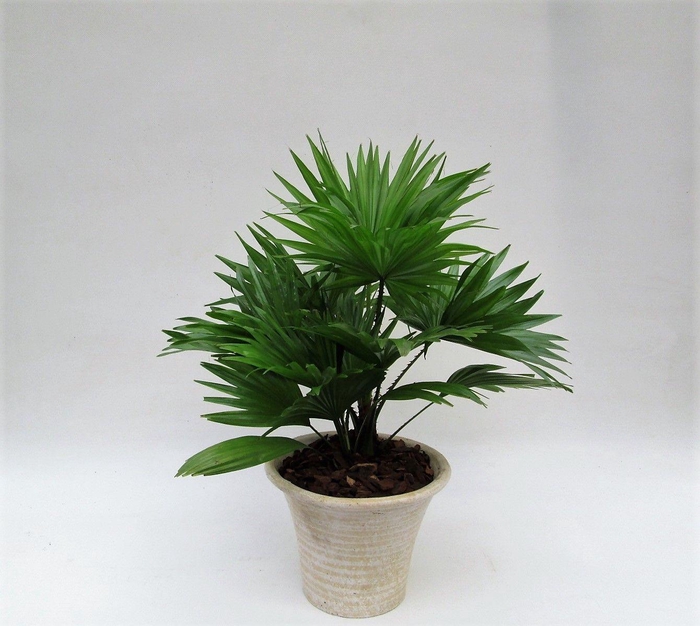 <h4>Livistona rotundifolia hosta small met schors</h4>