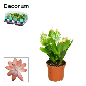 Schlumbergera - 7 cm - Orange (Christa) - Decorum
