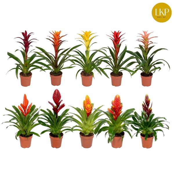 <h4>Bromelia Gemengd (Zonder Hoes)</h4>