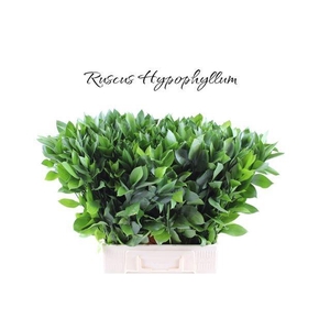 Ruscus Grof 70 cm