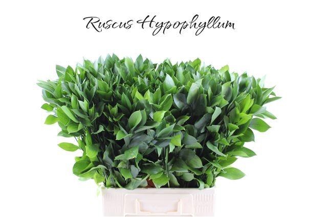 <h4>Ruscus Grof 70 cm</h4>