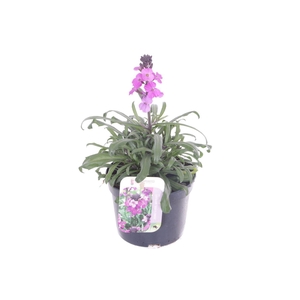 Erysimum lin. Bowles Mauve