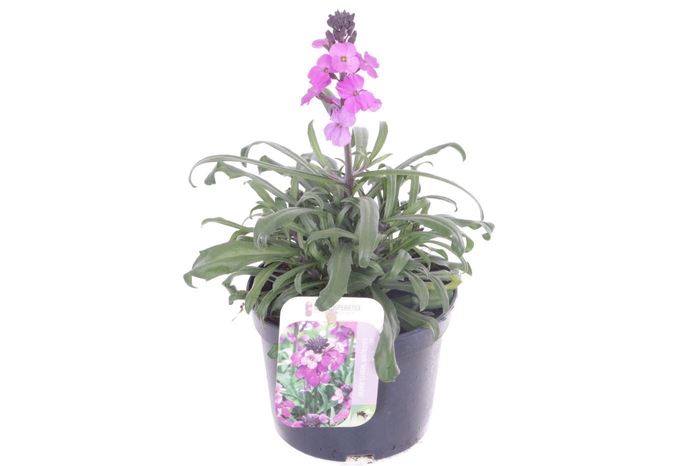 <h4>Erysimum lin. Bowles Mauve</h4>