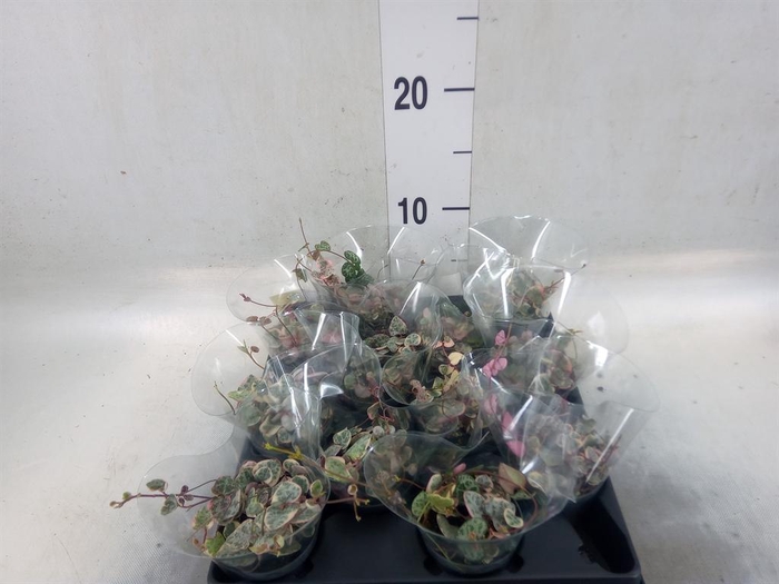 <h4>Ceropegia woodii ssp. woodii</h4>
