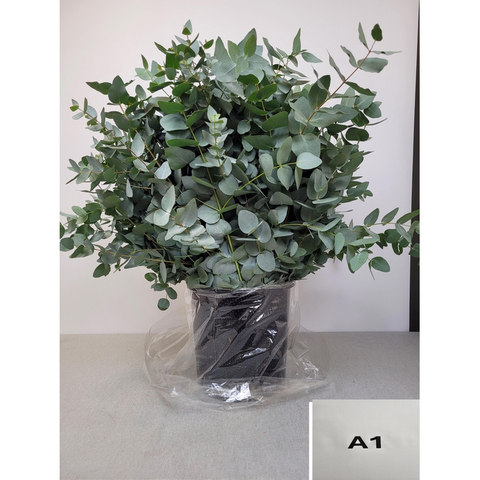 <h4>EUC CINEREA PB</h4>