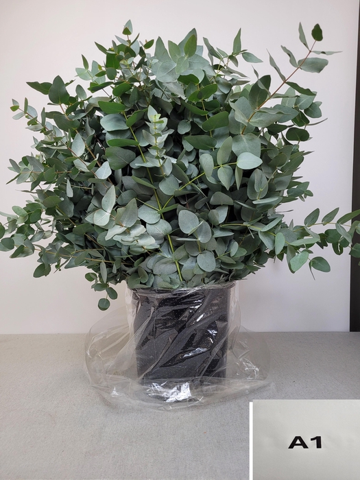EUC CINEREA PB