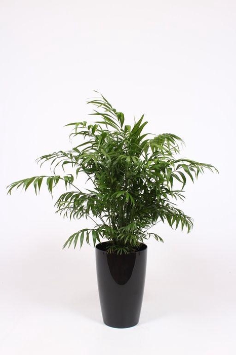 <h4>Chamaedorea elegans in Santorini pot "antraciet"</h4>