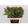 Protea Robijn
