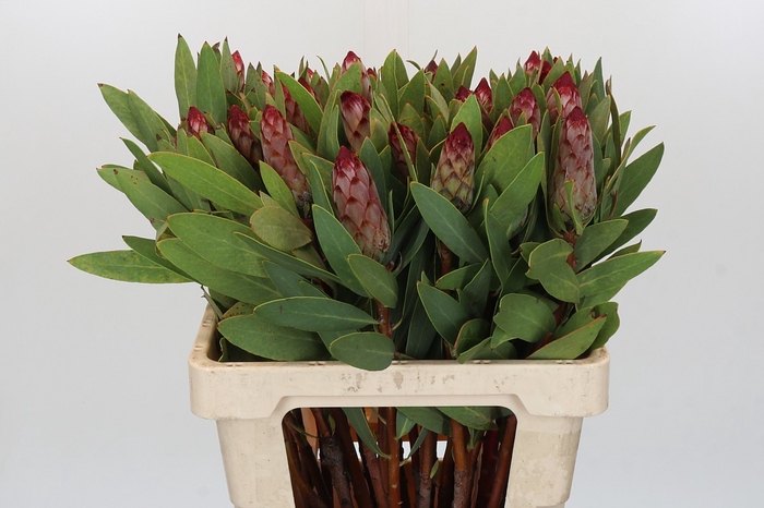 Protea Robijn