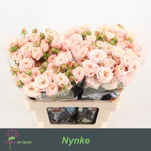 Rosa TR 'Nynke'