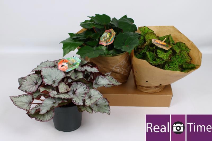 <h4>BEG BEL GEM</h4>