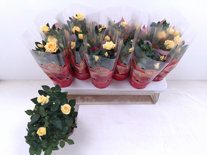 <h4>RO FAV RO YELLOW</h4>