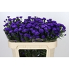 Aster Astee Dark Milka