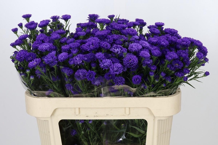 <h4>Aster Astee Dark Milka</h4>