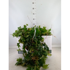 Cissus rhombifolia 'Ellen Danica'