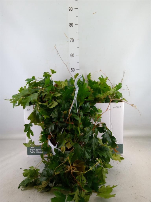 <h4>Cissus rhombifolia 'Ellen Danica'</h4>