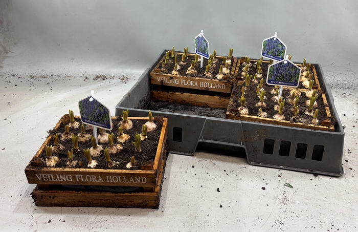 <h4>ARR MUSCARI</h4>