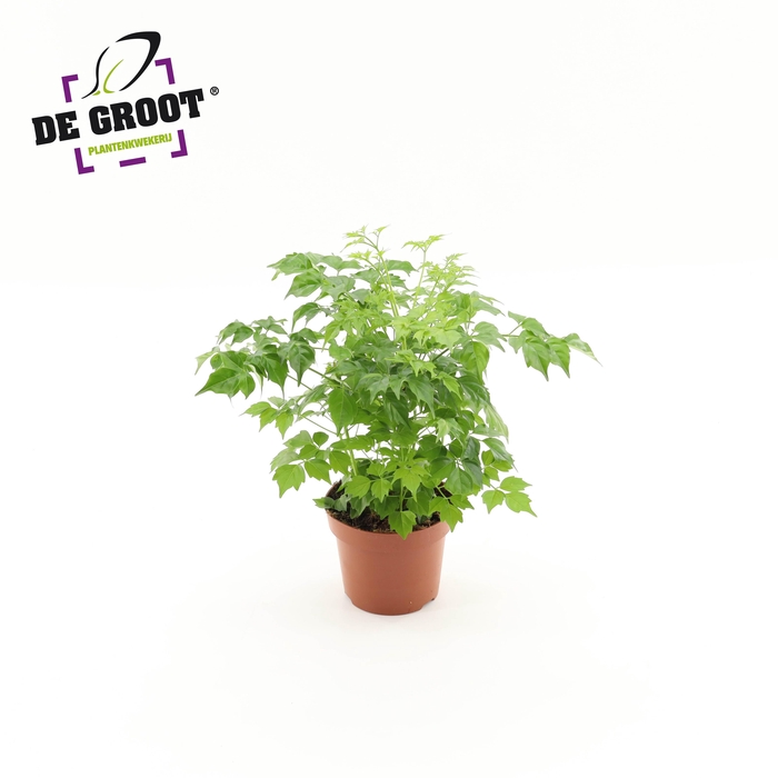 <h4>Radermachera sinica</h4>