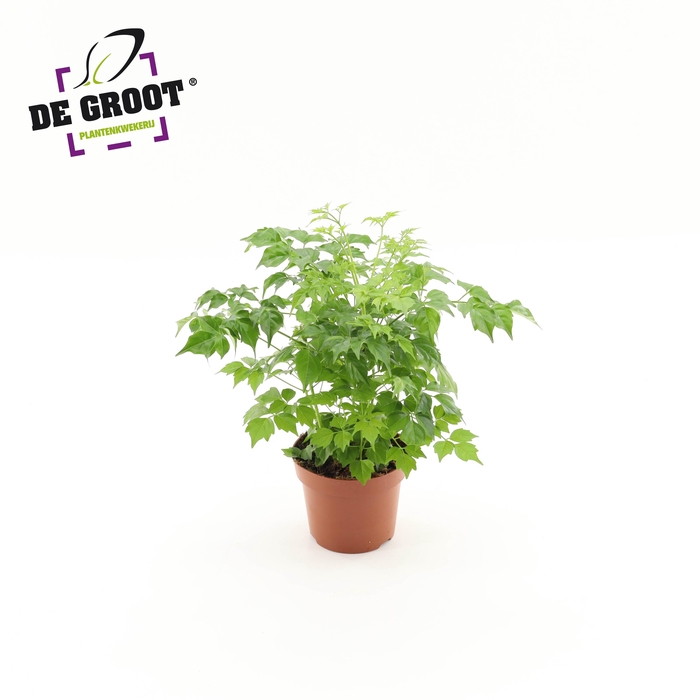 <h4>Radermachera sinica</h4>