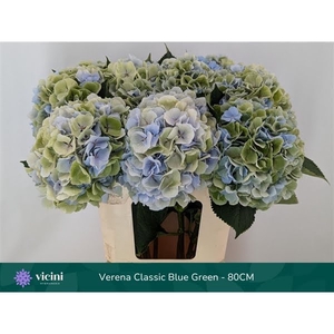 Verena Classic Blue Green - 80CM