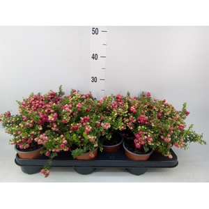 Gaultheria   ...red berry