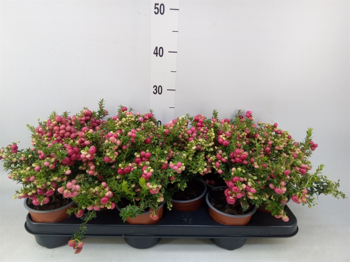 <h4>Gaultheria   ...red berry</h4>
