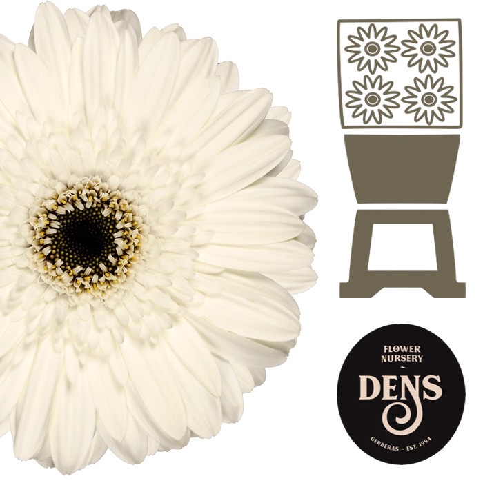<h4>Gerbera White House Diamond</h4>