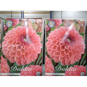 Dahlia   ...flowerbulbs