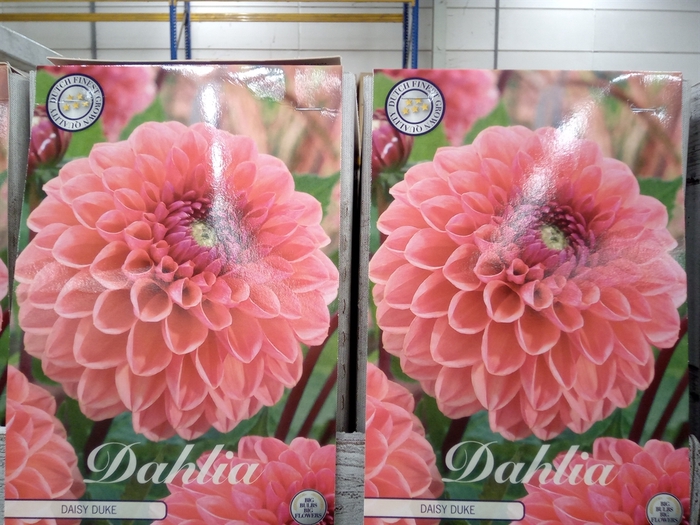 <h4>Dahlia   ...flowerbulbs</h4>