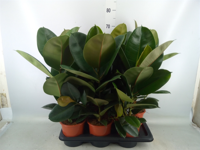 <h4>Ficus elastica 'Robusta'</h4>