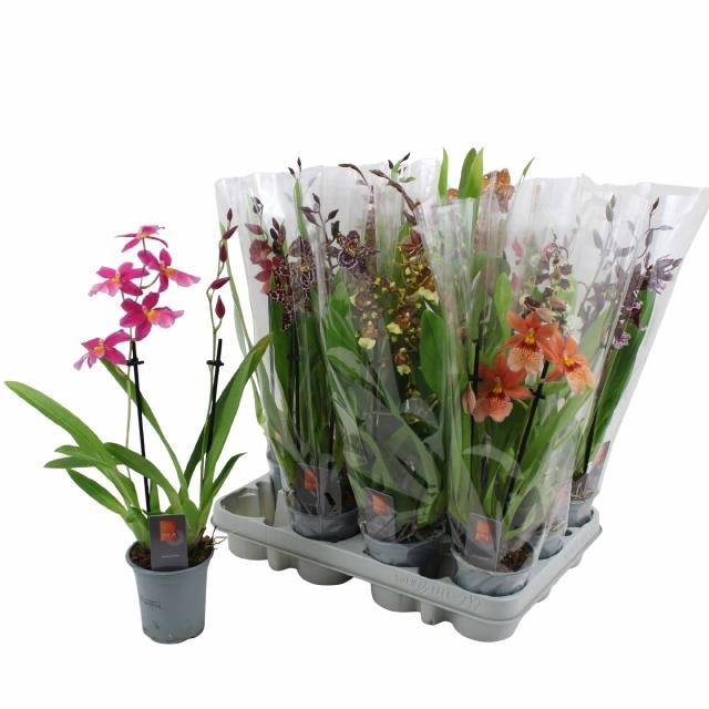 <h4>ORCHIDEEEN GEM</h4>
