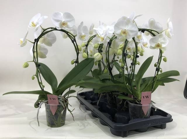 <h4>PHAL AN GLASGOW</h4>