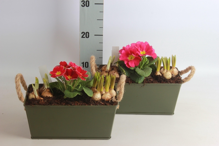 <h4>ARR BOL KNOLGEWAS</h4>