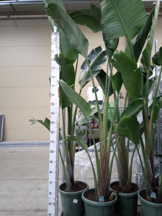 <h4>Strelitzia nicolai</h4>