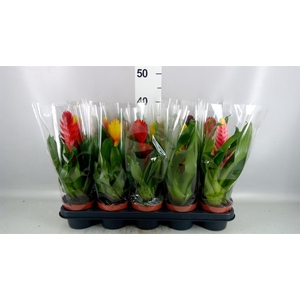 Vriesea   ...mix 6