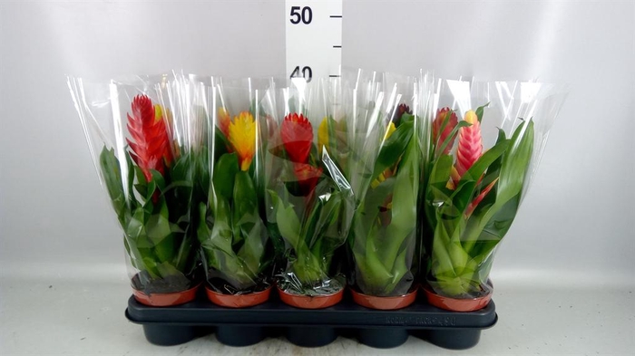 <h4>Vriesea   ...mix 6</h4>