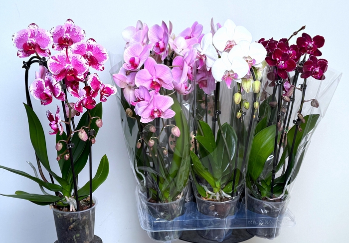 <h4>PHAL EL CASCADE</h4>